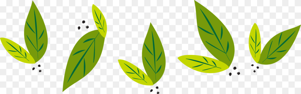 Nature Leaves High Quality Nature, Green, Leaf, Plant, Herbal Free Png