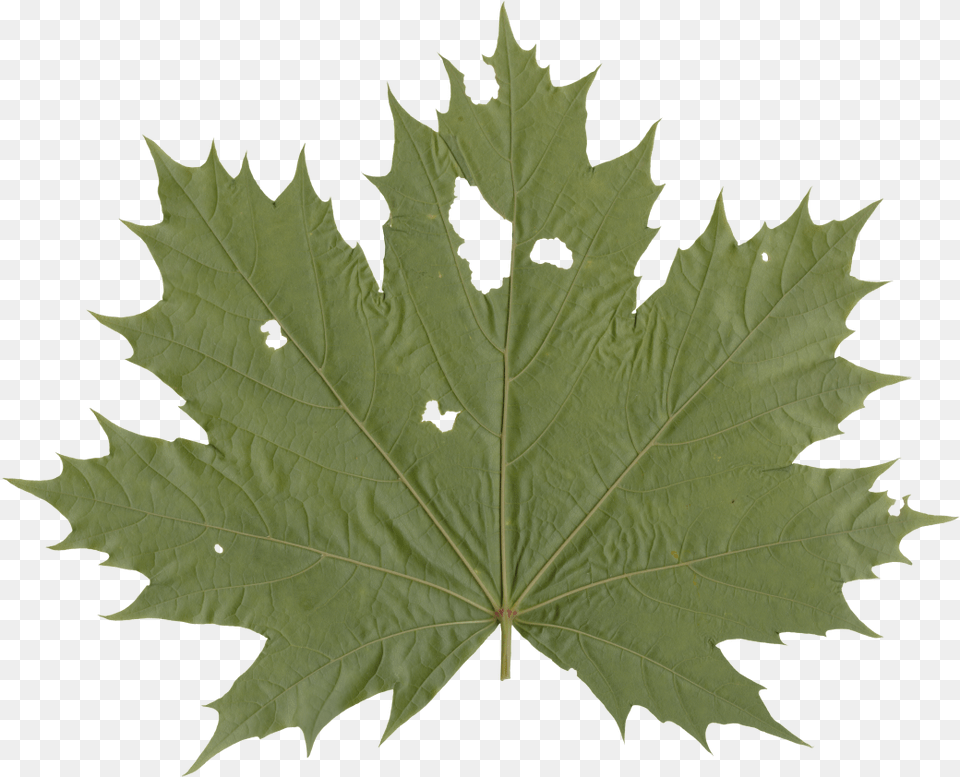 Nature Leaves Illustration, Leaf, Maple, Plant, Tree Free Png