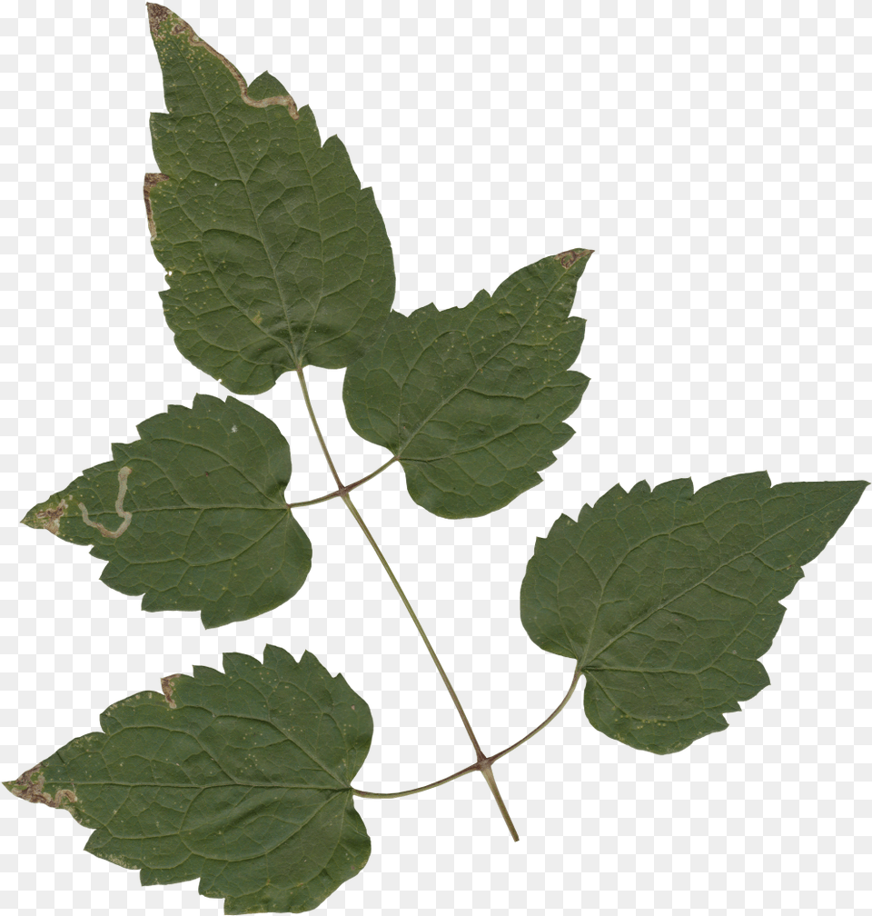 Nature Leaves Maple, Leaf, Plant, Tree Free Png Download