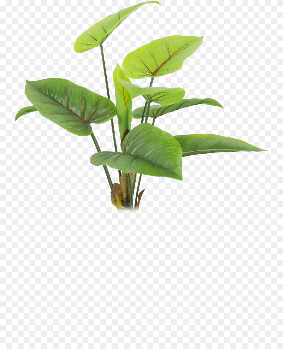 Nature Lovely Photo Plants, Flower, Potted Plant, Plant, Leaf Png Image