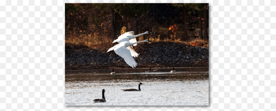 Nature Lover39s Paradise Nature, Animal, Bird, Flying, Egret Png Image