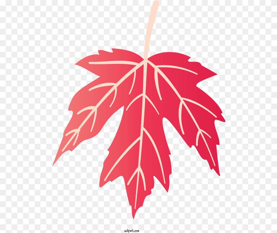 Nature Maple Leaf Symmetry For Lovely, Plant, Tree, Maple Leaf, Person Free Png Download