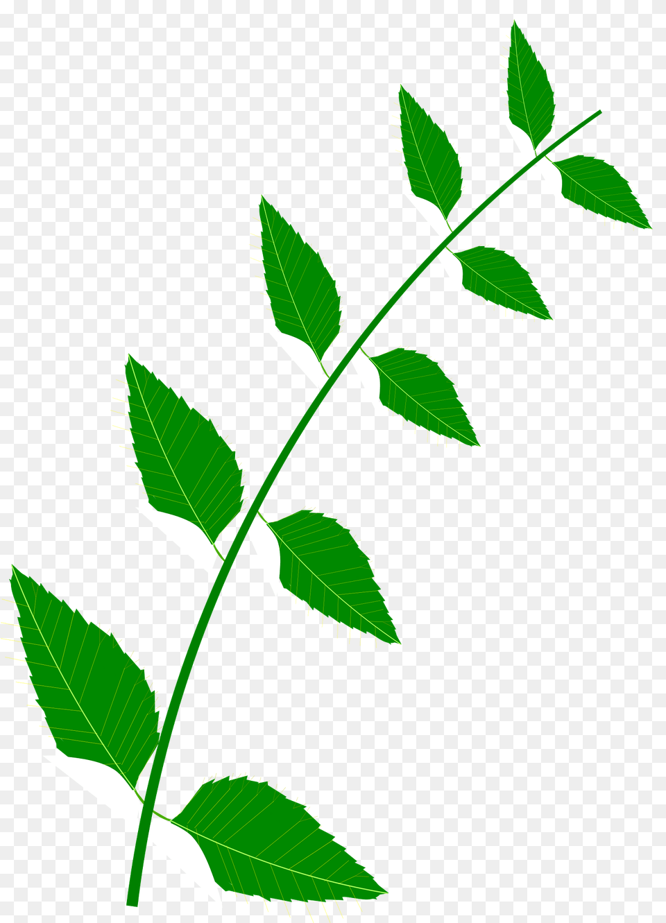 Nature Medic Clipart, Green, Herbal, Herbs, Leaf Free Transparent Png