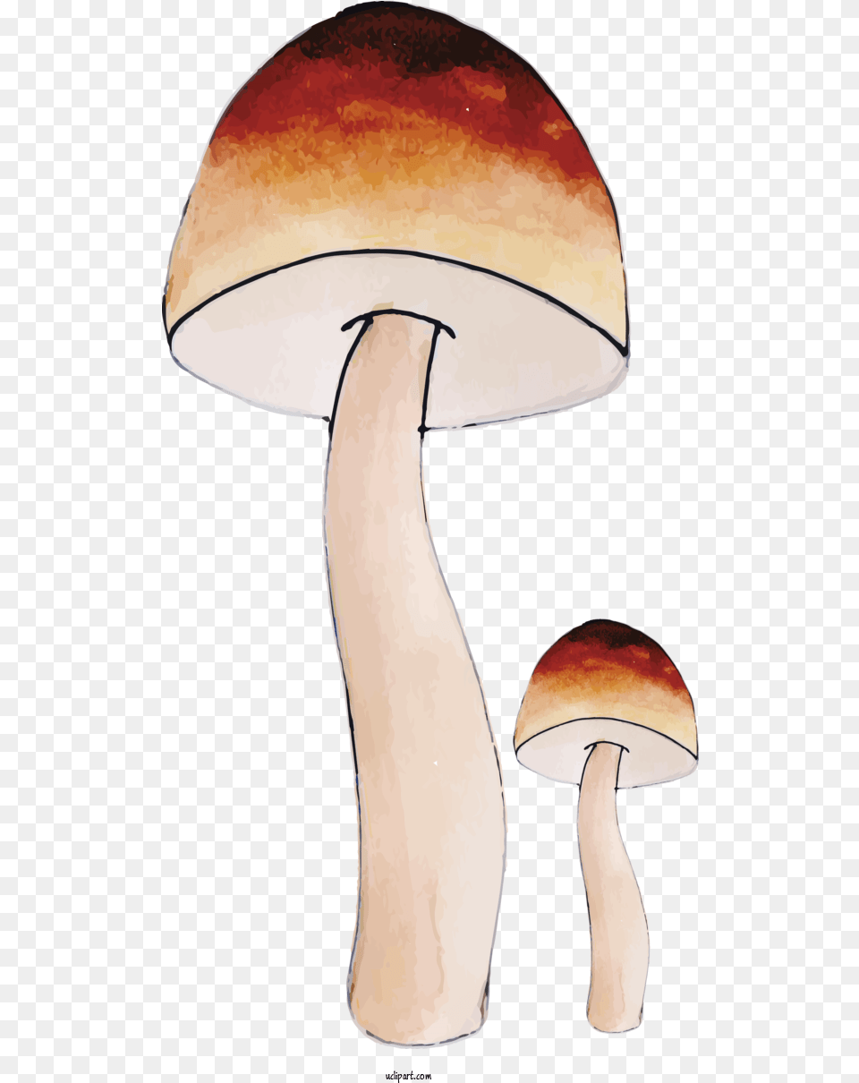 Nature Mushroom Design Table For Autumn Autumn Clipart Wild Mushroom, Fungus, Plant, Agaric, Amanita Png Image