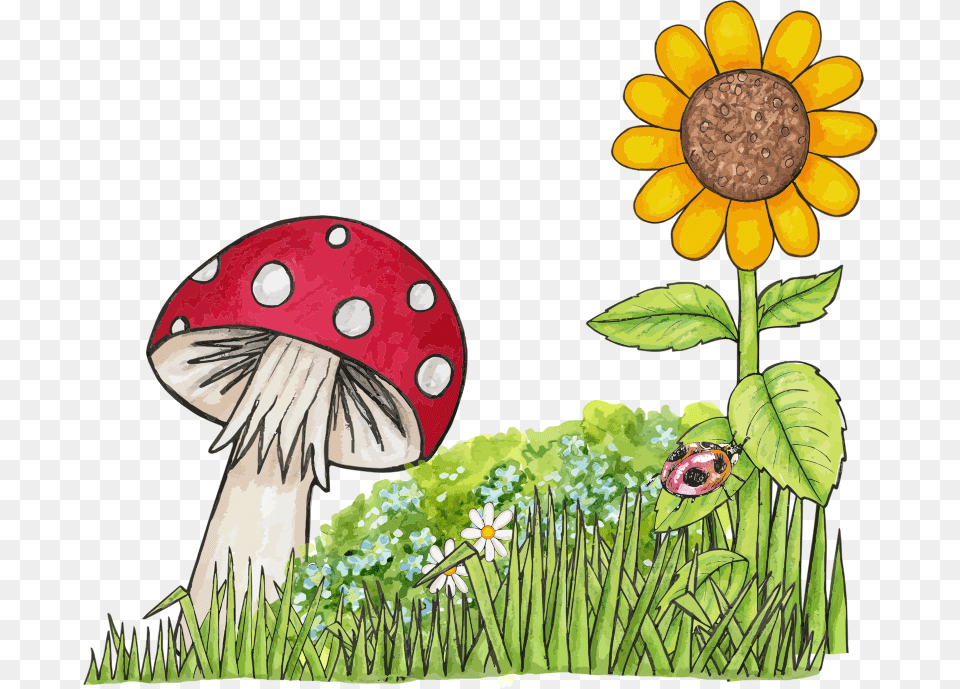 Nature Nature Images Image Hd Photos Clipart Mushroom And Sunflower, Daisy, Flower, Plant, Animal Free Png