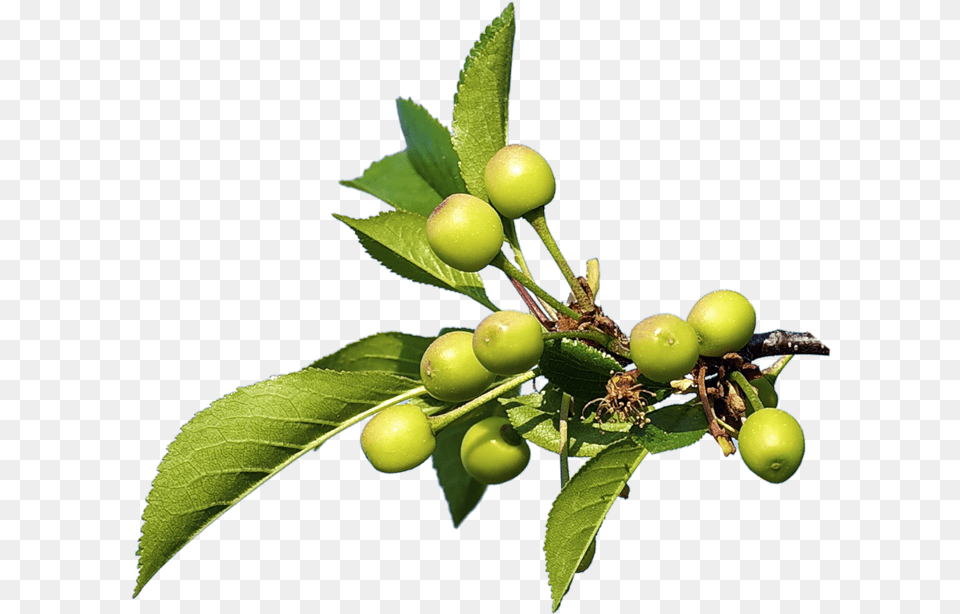 Nature Olive, Food, Fruit, Plant, Produce Png Image