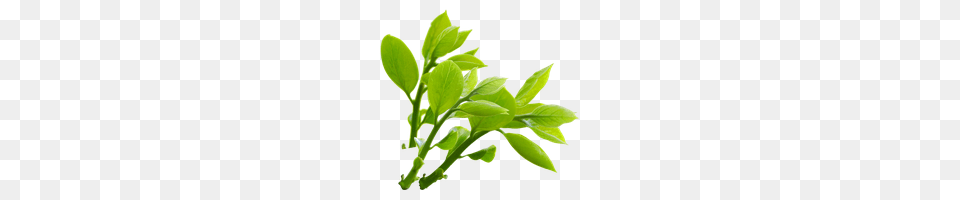 Nature Photo Images And Clipart Freepngimg, Herbs, Plant, Leaf, Herbal Png Image