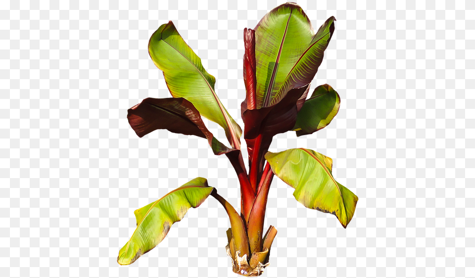 Nature Plant Banana Banana Shrub Leaves Perennial Planta De Platano, Leaf, Food, Fruit, Produce Free Png