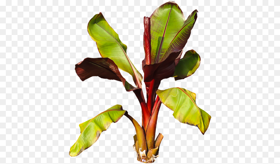 Nature Plant Banana Banana Shrub Leaves Perennial Platano Planta, Leaf, Food, Fruit, Produce Free Png Download