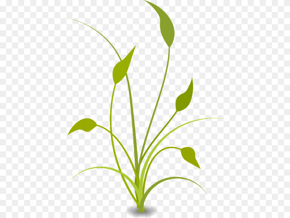 Nature Plant Flat Background Plant Clipart, Flower, Flower Arrangement, Art, Floral Design Free Transparent Png