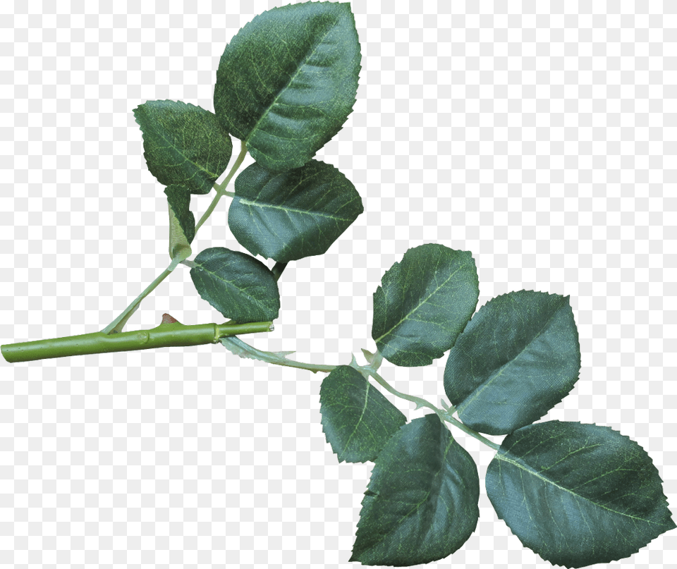 Nature Plants Aesthetic Tumblr Honeycore Cottagecore Rose, Flower, Leaf, Plant Png