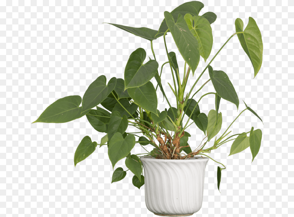 Nature Plants Images Transparent, Leaf, Plant, Potted Plant, Flower Free Png