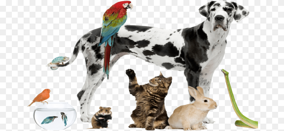 Nature Power In Animals As Pet Nice Pets, Animal, Bird, Cat, Mammal Free Png Download