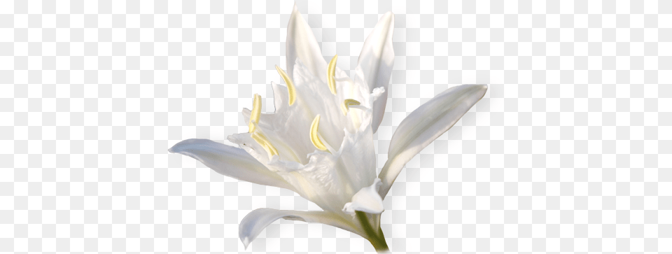 Nature Republic Crenate Orchid Cactus, Anther, Flower, Plant, Lily Png