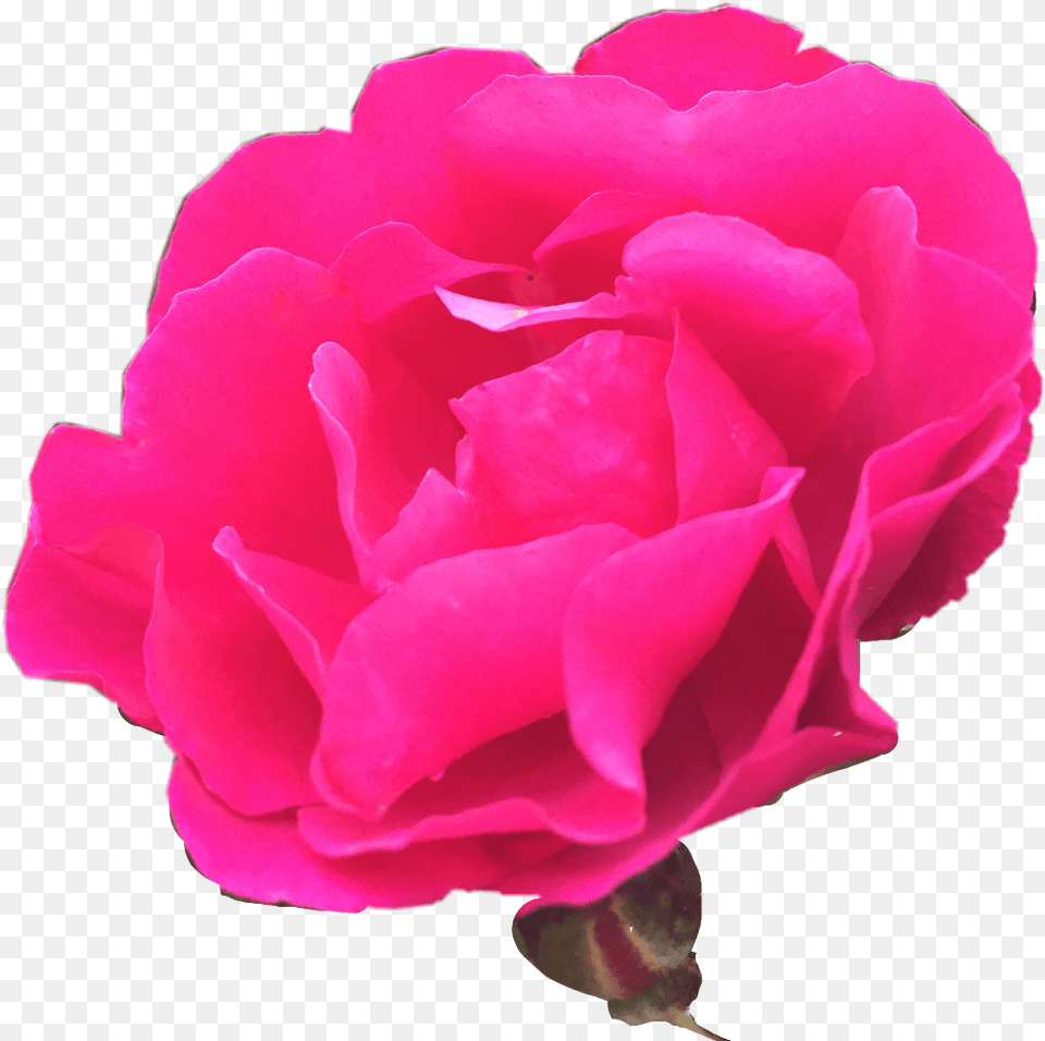Nature Rosebush Photography Freetoedit Garden Roses, Flower, Petal, Plant, Rose Free Png Download
