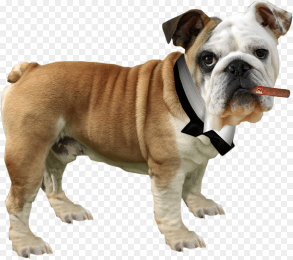Nature Sticker Olde English Bulldogge, Animal, Bulldog, Canine, Dog Free Png Download