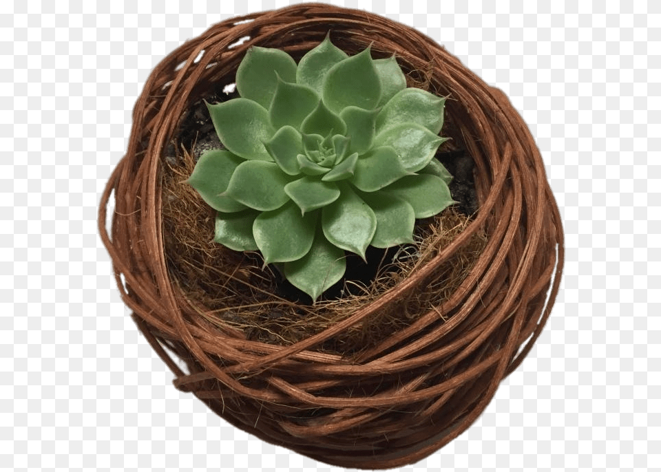 Nature Succulents Cactus, Jar, Plant, Planter, Potted Plant Free Png