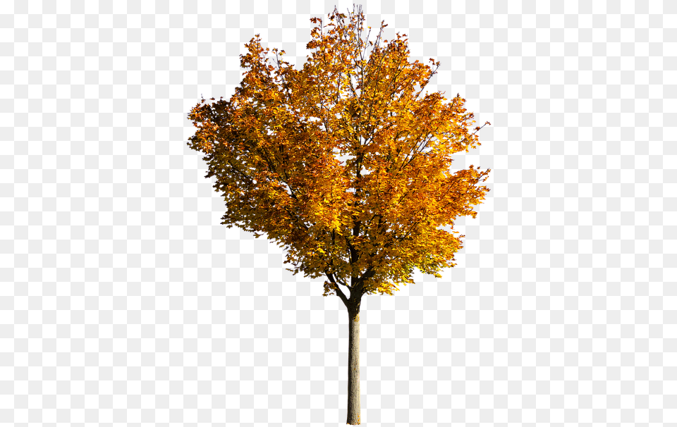 Nature Tree Autumn Leaves Fall Foliage Isolated Transparent Fall Tree, Leaf, Maple, Plant, Tree Trunk Png Image
