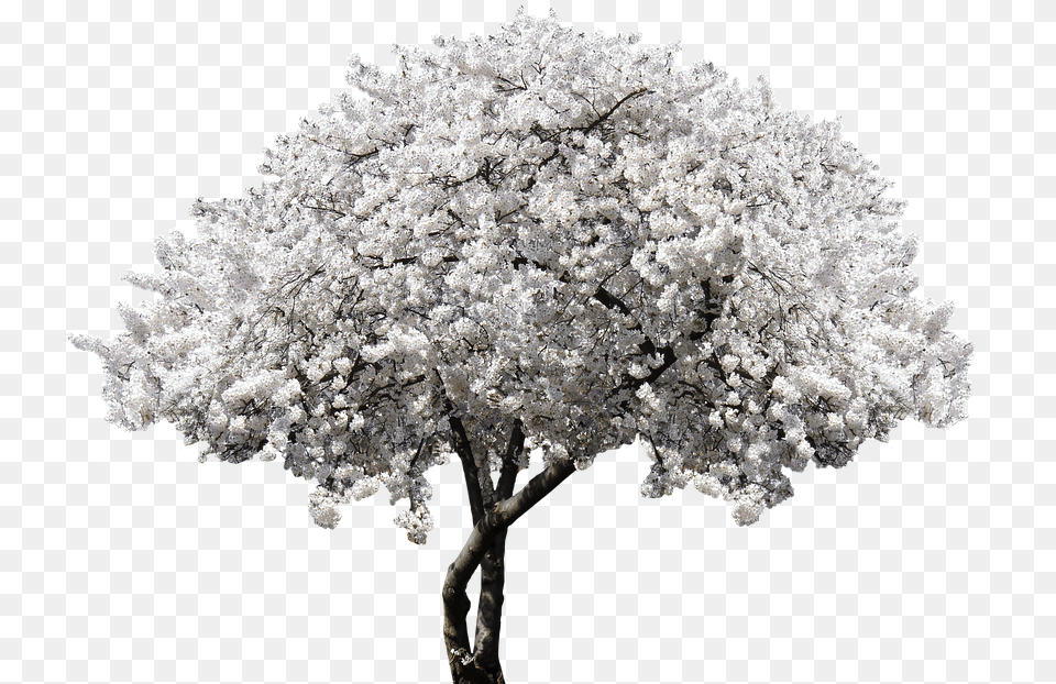 Nature Tree Blossom Bloom Cherry Blossom Spring White Cherry Blossom, Flower, Plant, Cherry Blossom Free Png Download