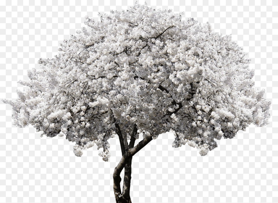 Nature Tree Blossom Bloom Cherry Blossomnature White Cherry Blossom, Flower, Plant, Cherry Blossom, Outdoors Png Image