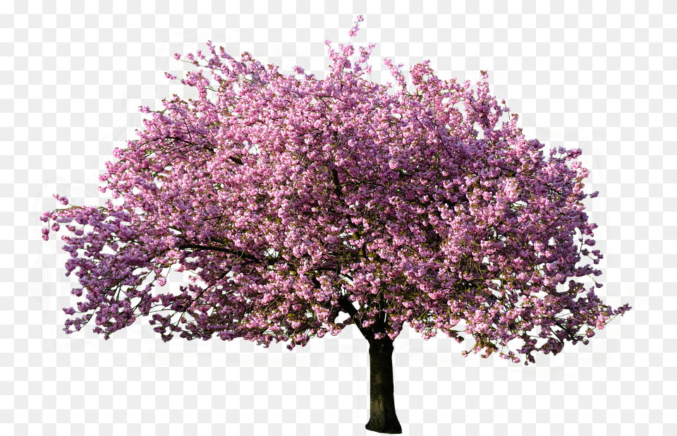 Nature Tree Magnolia Blossom Bloom Isolated Trees Without Background Hd, Flower, Plant, Cherry Blossom Free Transparent Png