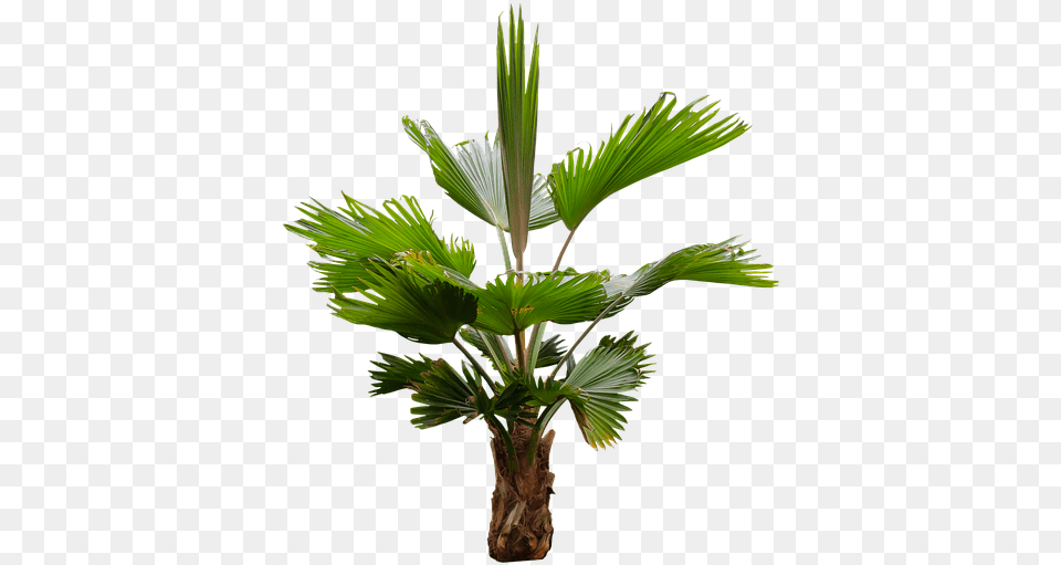 Nature Tree Palm Isolated Palm Fronds Exotic Exotic Tree, Leaf, Palm Tree, Plant Free Transparent Png