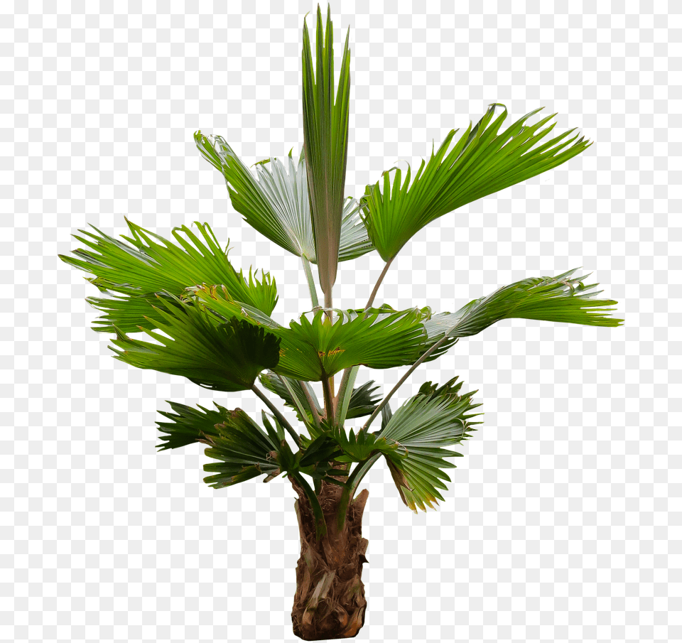 Nature Tree Palm Photo Fronda De Arboles, Leaf, Palm Tree, Plant Png Image