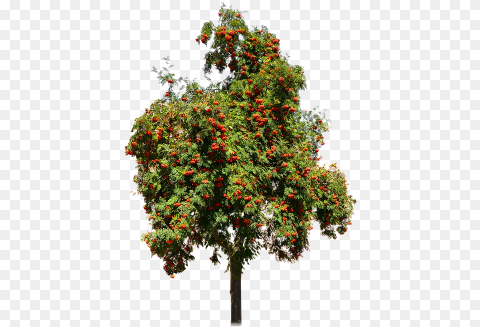 Nature Tree Rhus Fruit Tree, Maple, Plant, Vegetation, Flower Free Png Download