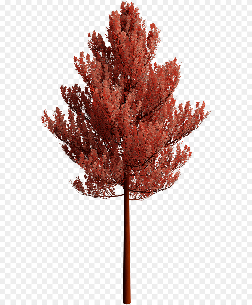 Nature Tree Transparent Background Tree Transparent Background, Leaf, Maple, Plant, Flower Free Png