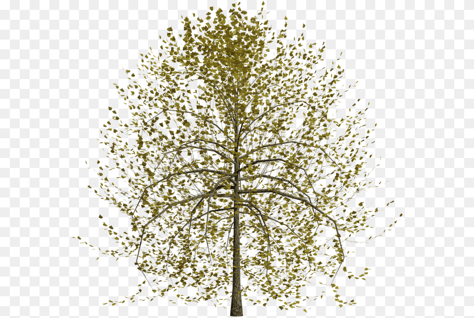 Nature Tree Transparent Nature Transparent Background, Plant, Sycamore, Oak, Pollen Free Png Download