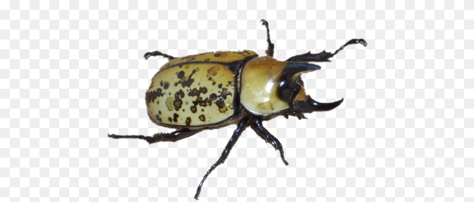 Nature Tumblr Beetle Aesthetic, Animal, Insect, Invertebrate, Dung Beetle Png Image