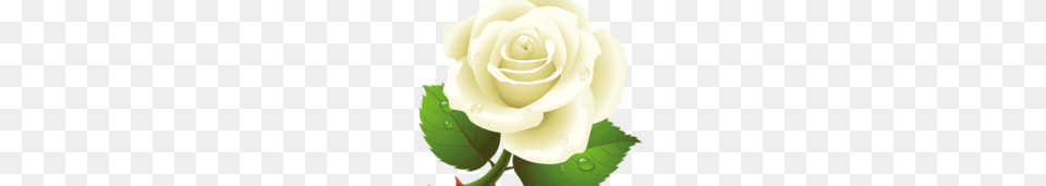 Nature Vector Clipart, Flower, Plant, Rose Png
