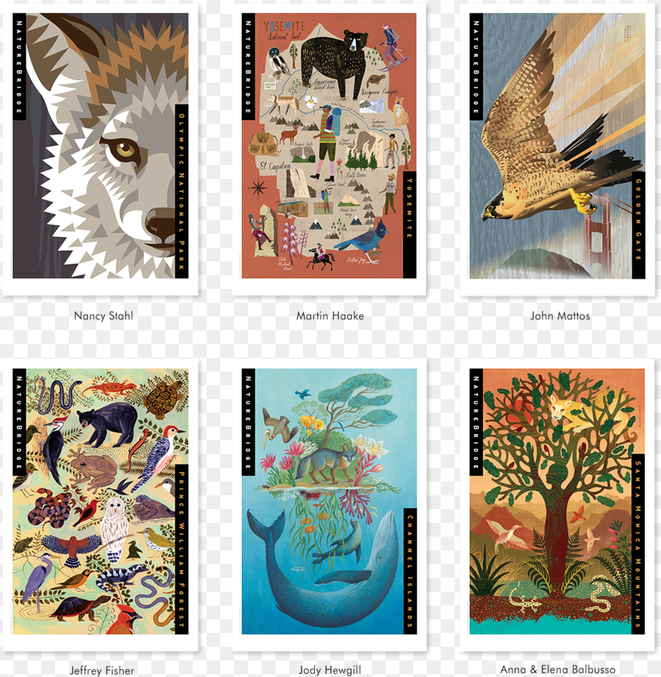 Naturebridge Limited Edition Framed Prints Eagle, Animal, Art, Bird, Painting Png