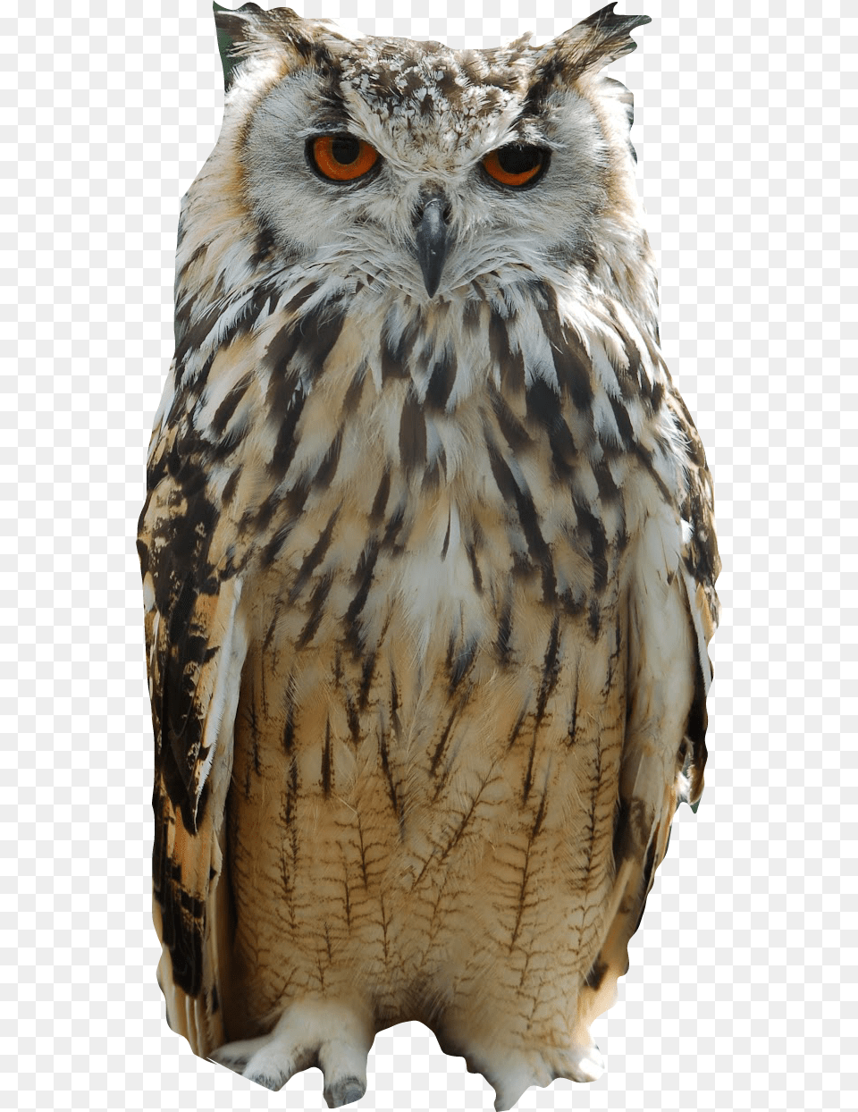 Naturebuho Freetoedit Owl Indian, Animal, Beak, Bird Free Png