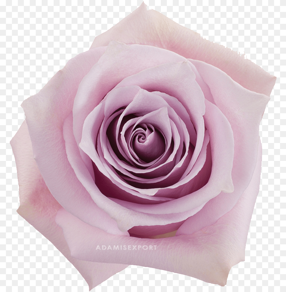 Nautica Rose, Flower, Plant, Petal Png