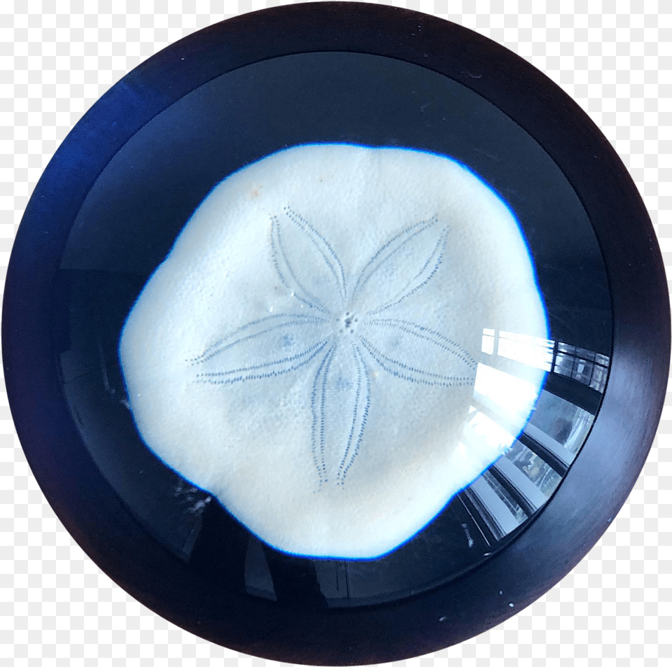 Nautical Handcrafted Sand Dollar Paperweight Sand Dollar, Art, Porcelain, Pottery, Plate Free Png Download