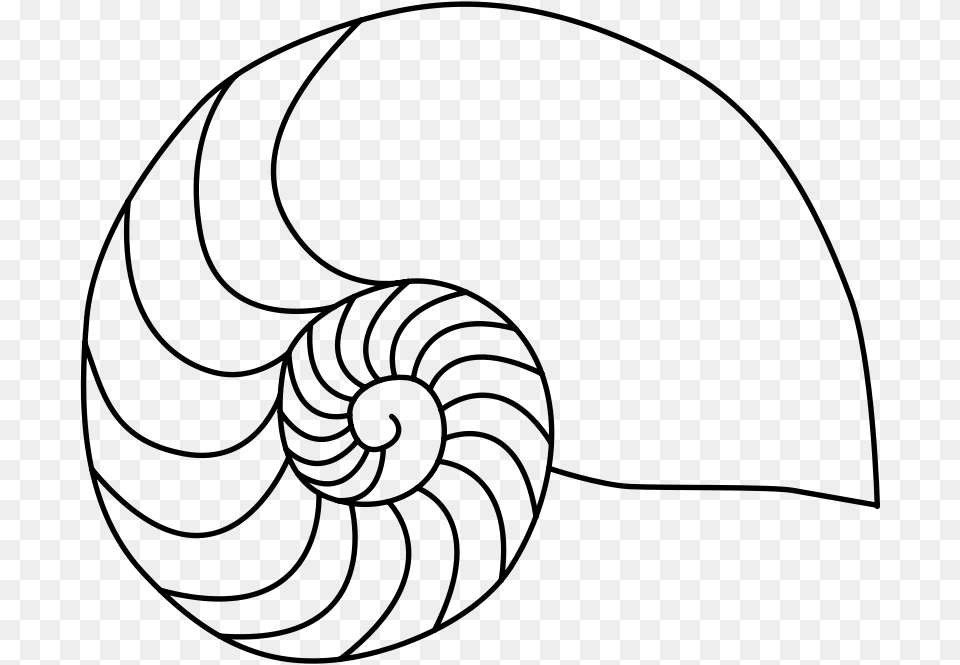 Nautilus, Gray Free Png