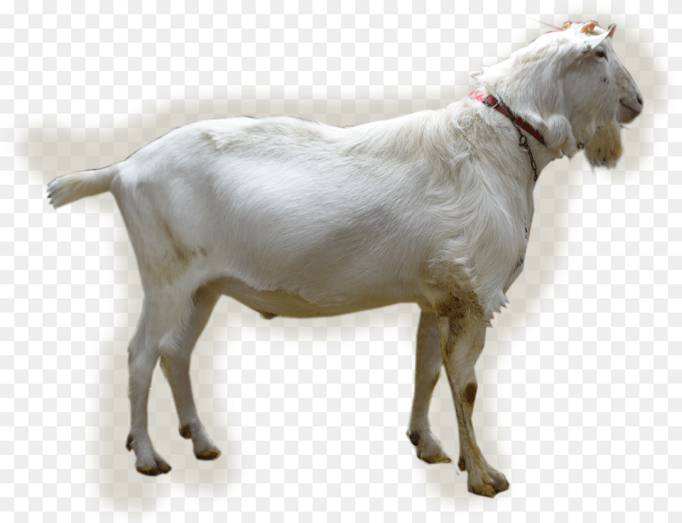 Navas Goat, Livestock, Animal, Canine, Dog Free Png