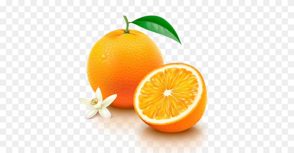 Navel Oranges El Wadi International Trade Co, Citrus Fruit, Food, Fruit, Grapefruit Free Png Download