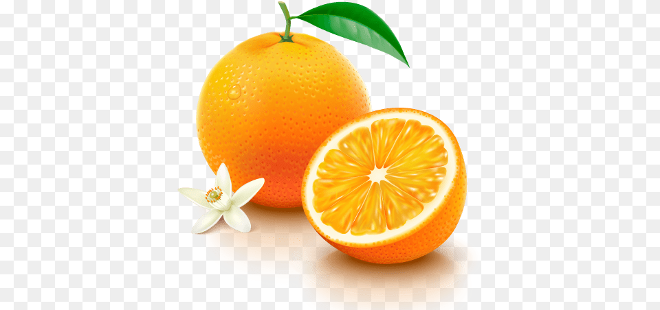 Navel Oranges Orange Vitamin C, Citrus Fruit, Food, Fruit, Grapefruit Free Transparent Png