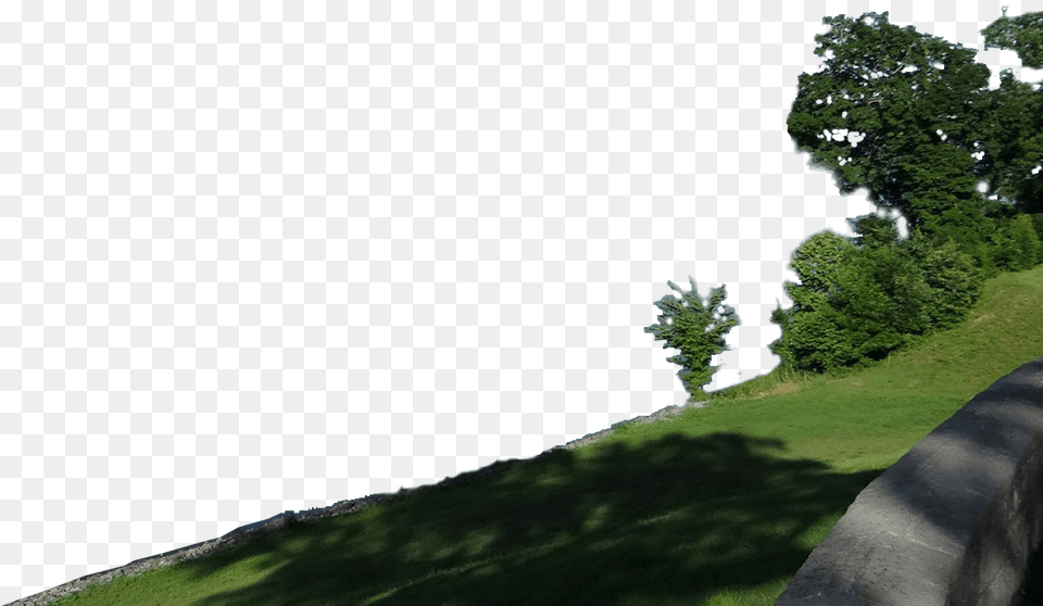 Navigating A Responsible Course Oak, Plant, Tree, Grass, Green Png