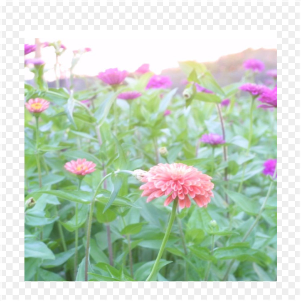 Navigation Common Zinnia, Herbs, Dahlia, Daisy, Flower Free Transparent Png