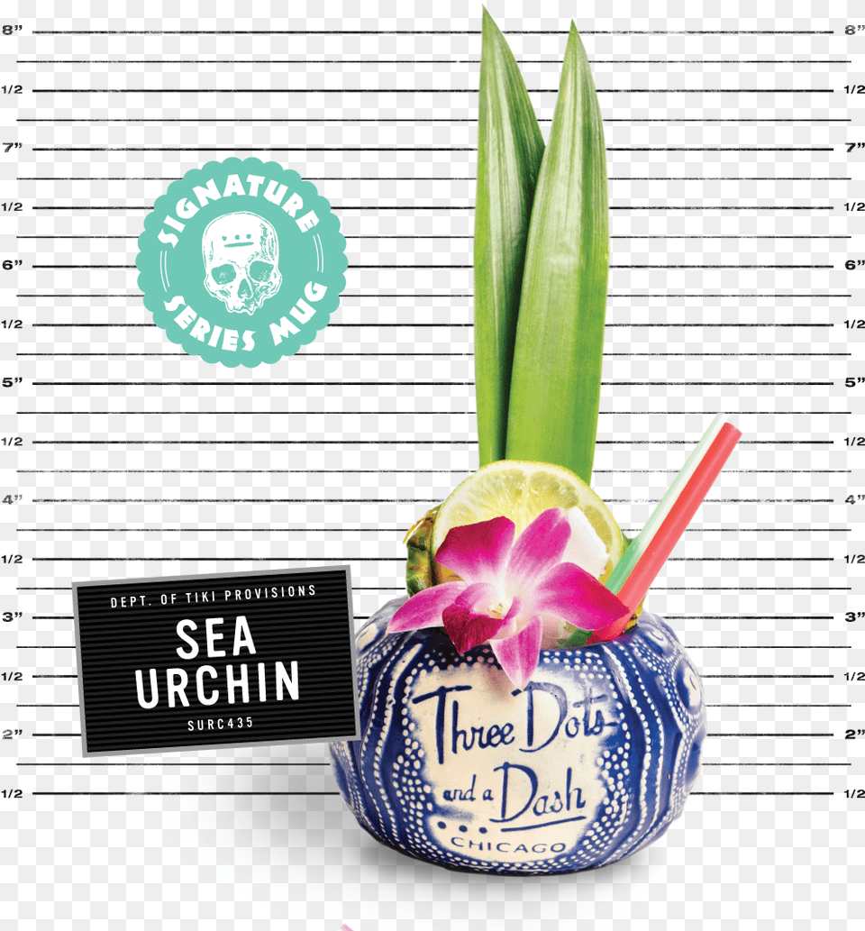 Navy Sea Urchin Sea Urchin, Flower, Plant, Advertisement, Food Free Png