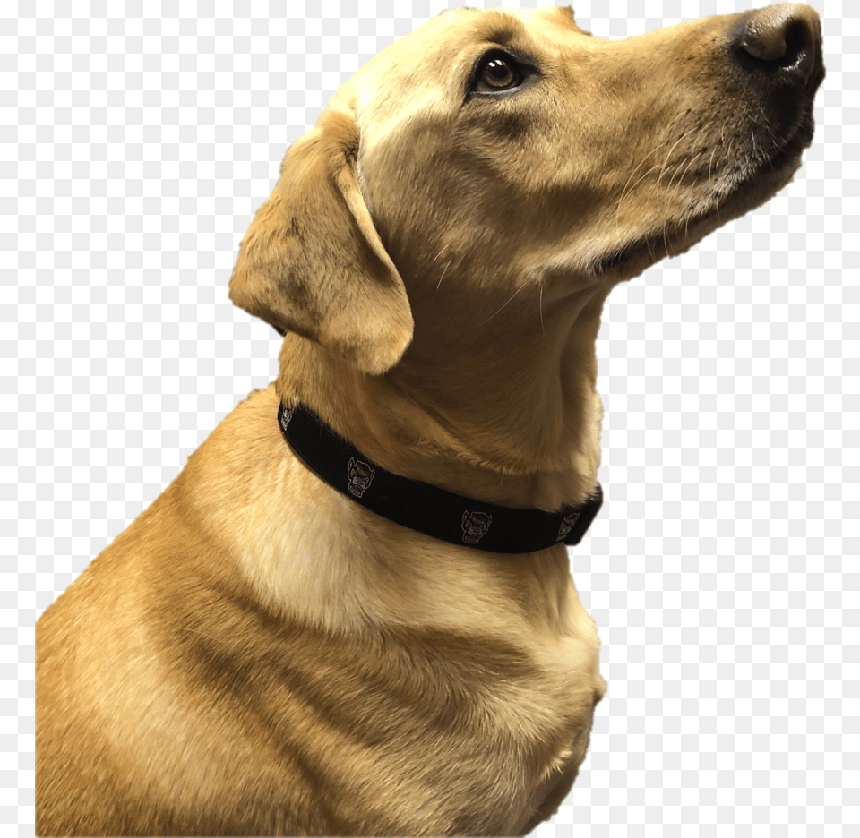 Nc State Wolfpack Black Wolfhead Dog Collar Labrador Retriever, Animal, Canine, Labrador Retriever, Mammal Png Image