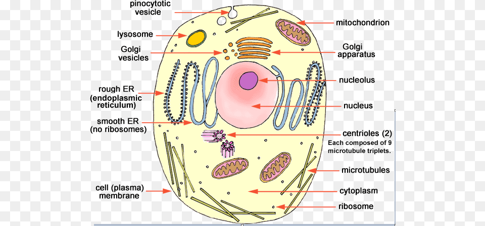 Ncert Class 9 Science Solutions Animal Cell And Plant Cell Diagram Png Image