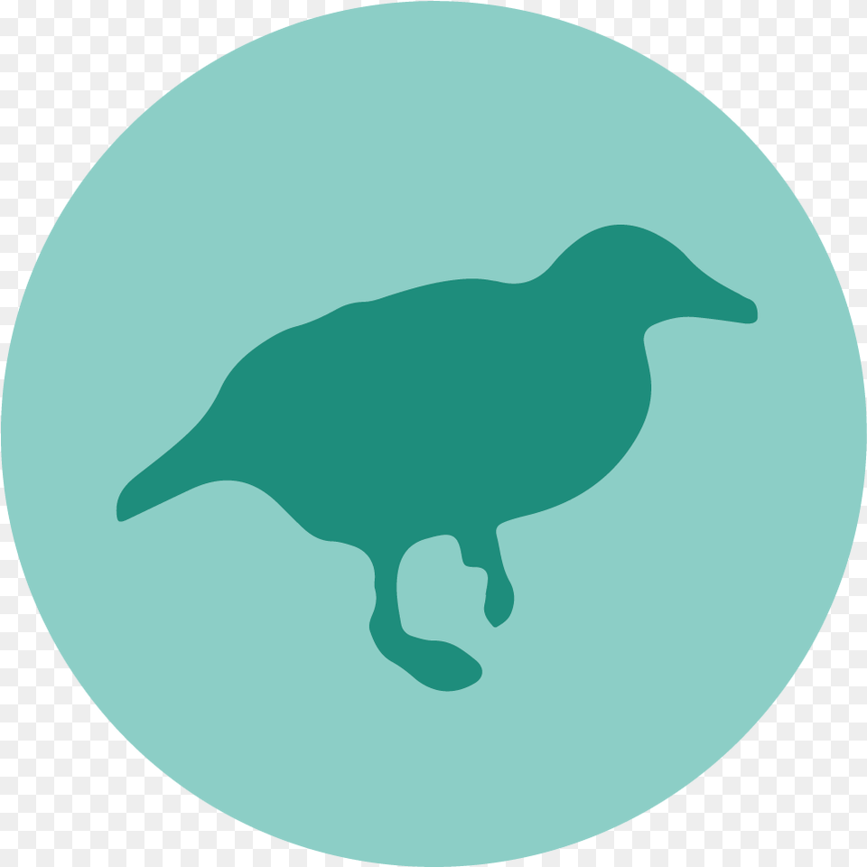 Nctu Data Weka Icon, Animal, Kangaroo, Mammal, Bird Png Image