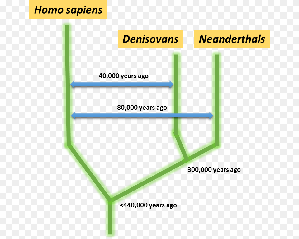 Neander Homo Sapiens Denisovans Png