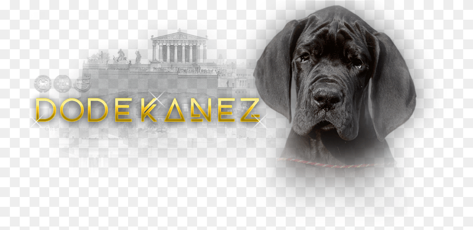 Neapolitan Mastiff, Animal, Canine, Dog, Mammal Free Png Download