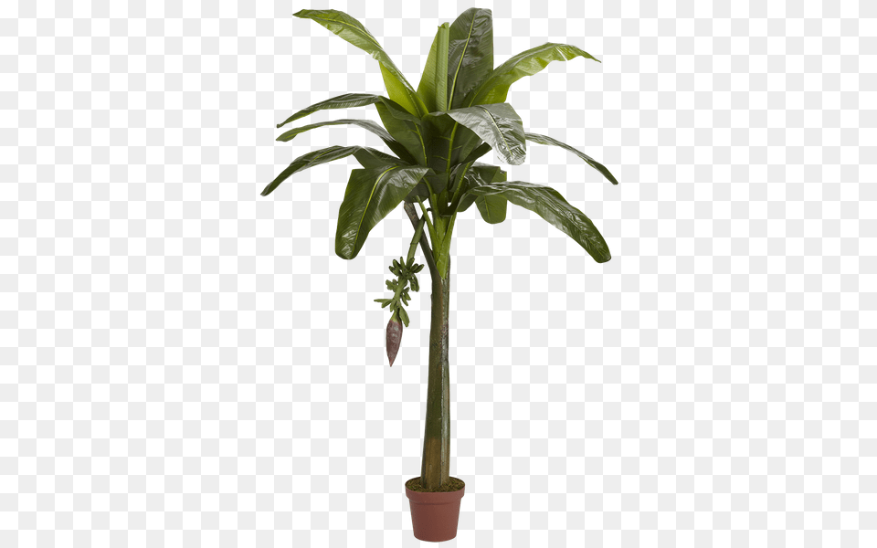 Nearly Natural Banana Tree In Pot Decorist, Leaf, Palm Tree, Plant, Potted Plant Free Png
