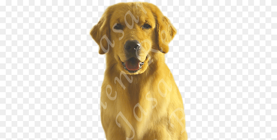Nebraska Golden Retriever Breeders Golden Retriever, Animal, Canine, Dog, Golden Retriever Png Image